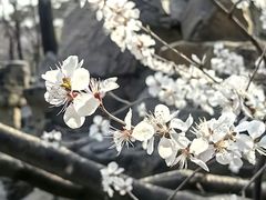 -颐和园