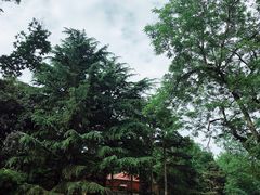 -八大关景区