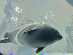 -大阪海游馆
