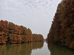 -上海海湾国家森林公园