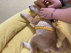 -逗柴咖啡屋·狗咖猫咖宠物桌游