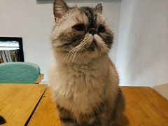-猫色咖啡·猫咖