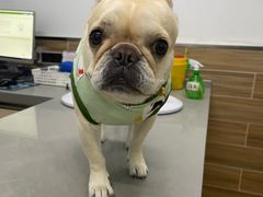 -爱侣宠医·鹦鹉专科·小型哺乳类·异宠专科(灵石路店)