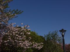 -高东镇樱花园