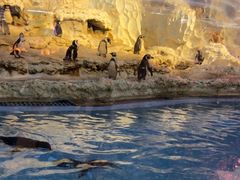 -帝企鹅自助餐厅•儿童岛•真企鹅(长隆企鹅酒店)