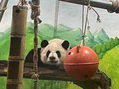 -柳州市动物园