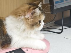 -瑞派康怡24h宠物医院·犬猫医疗中心·微创绝育(瑞景分院)