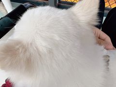 -怪兽屋·羊驼·猫咖·狗咖(俊华广场店)