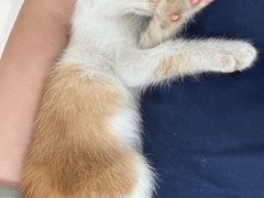 -贝康宠物医院·犬猫全科·小动物特色诊疗中心(东环路店)