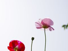 -花开海上生态园