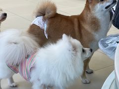 -怪兽屋·羊驼·猫咖·狗咖(俊华广场店)