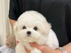 -萌宠之家·腊肠犬·马尔泰·小体犬舍