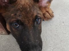 -博特宠物医院24h犬猫全科.骨科·异宠