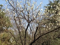 iphone_upload_pic-西安青龙寺遗址景区