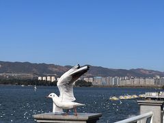 -海埂大坝