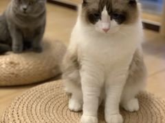 -Catmate·猫肥家润(金润铂宫店)