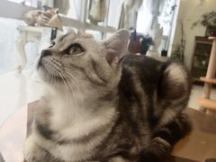 -共舞时光猫咖·狗咖(新街口店)