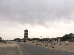 -金塔沙漠胡杨林景区