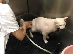 -Pets First伊珊娜洗护·精致美容·家庭式寄养(新会路店)