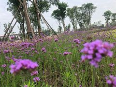 -神仙树公园