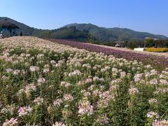 -径山花海