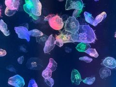 -海合安成都极地海洋公园