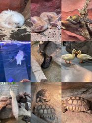 -Zoolung Zoolung动物主题公园(海信广场店)