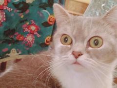 -猫色咖啡·猫咖