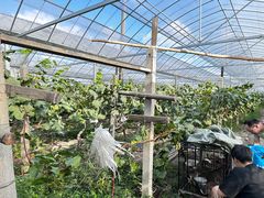 -马陆小张葡萄园农家乐