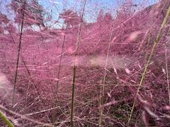 -嘉北郊野公园