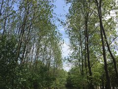 -溱湖国家湿地公园