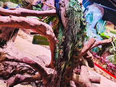 -正佳雨林生态植物园