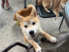 -柴犬高等学院·狗咖·柴犬售卖·宠物训练