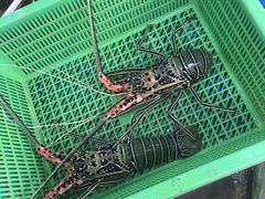 -拉威海鲜市场