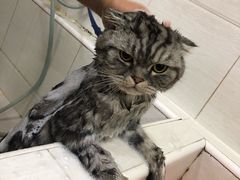 -酷狗靓猫宠物·洗护·美容·寄养(航北路店)