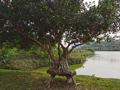 -广西壮族自治区药用植物园
