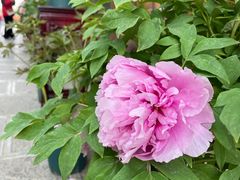 -合肥三国新城遗址公园