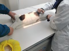 -安安宠医·安宠宠物医院