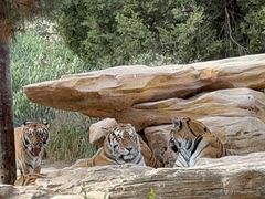 -北京野生动物园