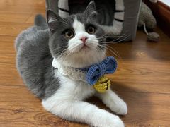 -猫大福·Fortune Cat猫舍(百子湾店)