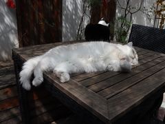 -喵屿·大理花园猫咖