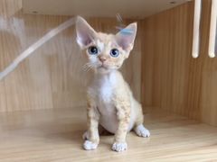 -柚子猫舍·精品猫舍购猫·猫咪认养·购宠·宠物店