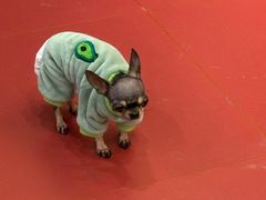 -和它·交个朋友·狗咖猫咖(爱琴海店)