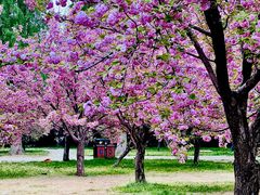 -莲花池公园