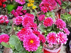 -曲阳花鸟市场(曲阳路店)