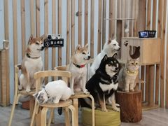 -柴迷FANS CLUB·柴犬狗咖·猫咖