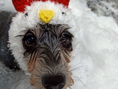 -Oh My Dog宠物沙龙(伊珊娜皮毛护理店)