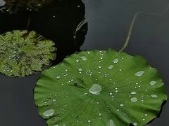 -高子水居