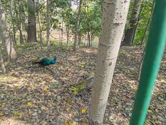 -北京麋鹿生态实验中心