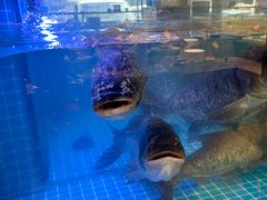 -沽上民肴·海鲜锅贴·天津菜(福州道鸿正家园店)